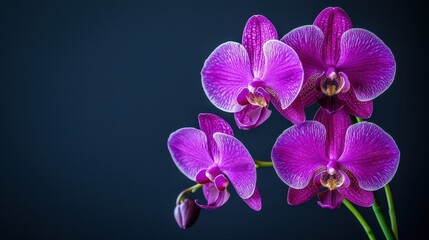 Obraz premium Vibrant Purple Orchid Flowers on Dark Background for Elegant Design