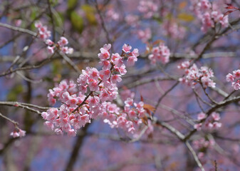 The beauty of Prunus cerasoides flowers, also known as Thai cherry blossoms, is in full bloom during winter with delicate soft pink petals set against a clear sky, it captures the beauty of nature.