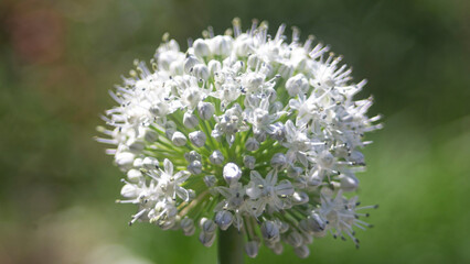 Onion flower, Allium Giganteum, in the garden