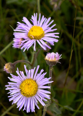 Obraz premium Purple daisies