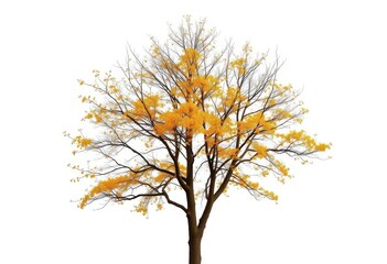 Obraz premium Lone deciduous tree, branches reaching skyward, stark white backdrop, growth, minimalist