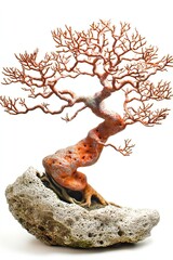 Fototapeta premium coral bonsai tree with intricate branching patterns isolated on white background 
