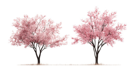 Two pink cherry blossom trees blooming on transparent background