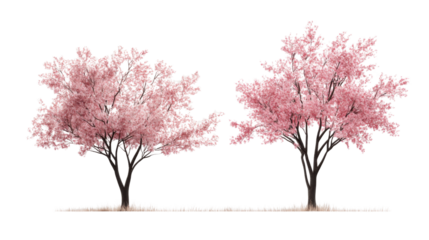 Two pink cherry blossom trees blooming on transparent background