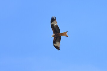red kite