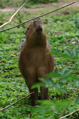 capybara