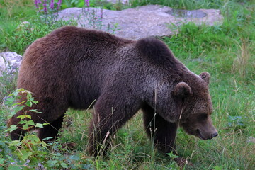 brown bear