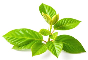 Single vibrant green plant, isolated on pure white background, vegetation, single plant