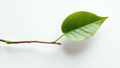 Fototapeta premium Single leaf, detached from branch, pristine white backdrop, isolated, picture