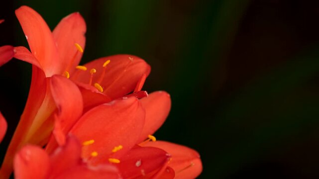 Vivid orange trumpet-shaped clivia flowers against dark background, closeup