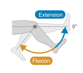 Range of motion of the knee joint: flexion and extension