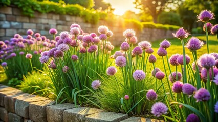 Lush Chive Garden: Spring Planting and Fresh Herbs