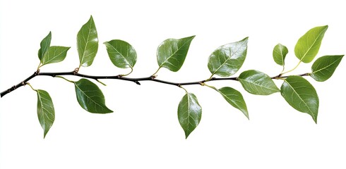Obraz premium Closeup of vibrant green leaves on a branch showcasing the beauty of nature against a clean white background : Generative AI