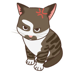 Angry cat