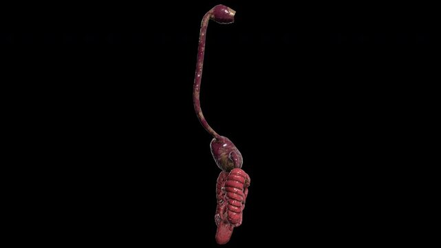 3d model of human digestion rotating on alpha channel background in seamless loop.