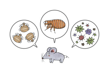 ネズミと寄生虫(ダニ、ノミ、病原菌)