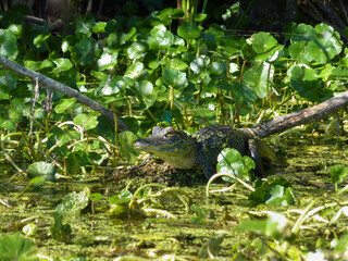 young alligator in the pond plants