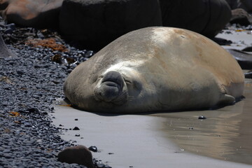 elephant seal