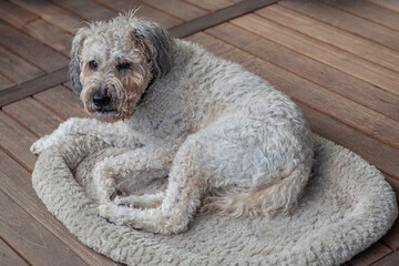 Old tired curly beige dog lies in his bed on the terrace