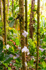 Orchid growing on a tree in the tropics, Hawai‘i Tropical Botanical Garden