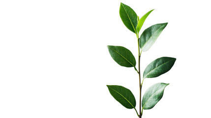 Green leaves growing on a branch with transparent background
