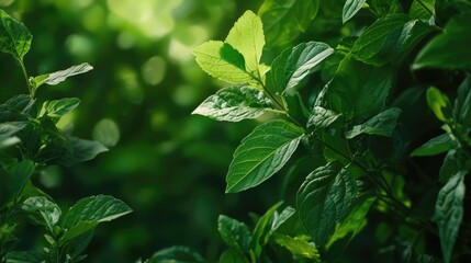 Fototapeta premium Lush Green Leaves with Soft Sunlight in Natural Forest Background