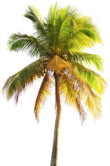 Tropical Palm Tree Against White Background