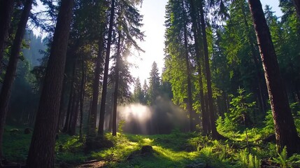 Obraz premium Sunlight Filtering Through Tall Trees in Serene Forest Scene