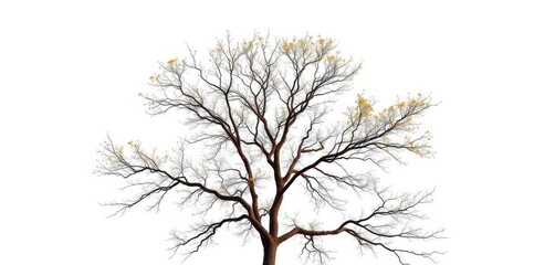 Fototapeta premium Lone deciduous tree, branches reaching skyward against pure white, artwork, powerful
