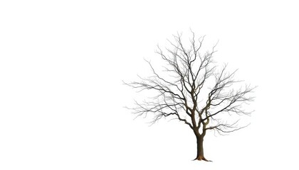 Lone deciduous tree, stark branches against pure white, nature, texture