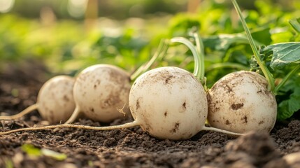 close-up of jicama on the ground