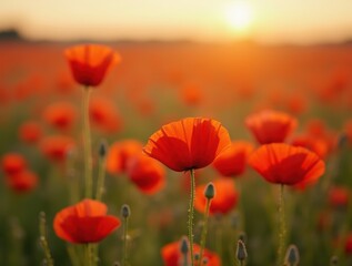 Fototapeta premium Close-up of red poppies in a vast field, with soft focus on distant flowers, bathed in warm afternoon light, in a countryside setting.