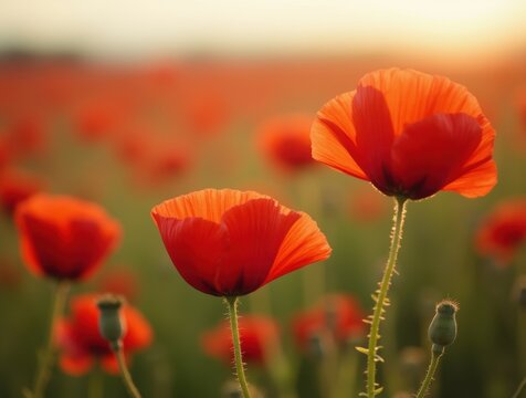 Close-up of red poppies in a vast field, with soft focus on distant flowers, bathed in warm afternoon light, in a countryside setting.