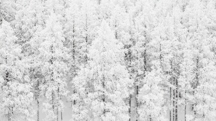 Naklejka premium Snow Covered Winter Landscape Monochrome Texture Background