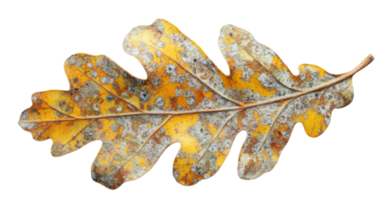 Dying oak leaf showing autumn colors with transparent background