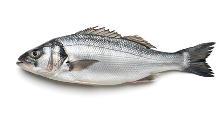 silvery sea bass fish, full body, side view, white background