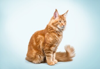 Cute domestic cat on pastel background pet