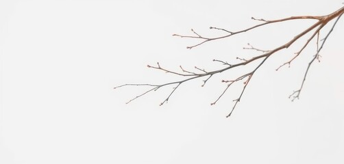 Delicate, bare branches isolated against a pure white backdrop, trees, branch