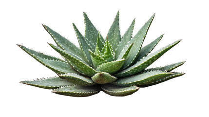 Fototapeta premium Isolated aloe vera plant showing spines and transparent background