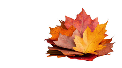 Colorful autumn maple leaves showing fall colors on transparent background