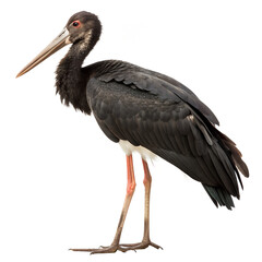 The Black Stork. PNG.