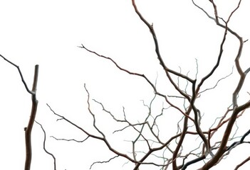 Fototapeta premium Bare, twisted branches isolated against a pure white backdrop, winter, image