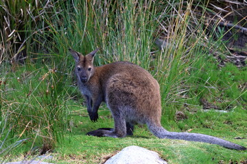 bennet wallaby