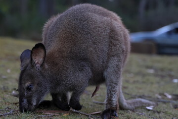 bennet wallaby