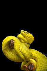 close up of a snake