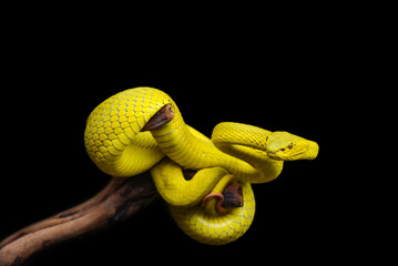 snake on a black background