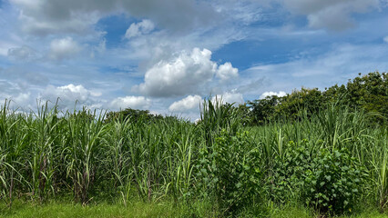 sugarcane plantation with cloudy sky background