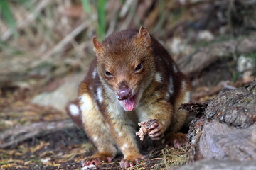 spotted quoll