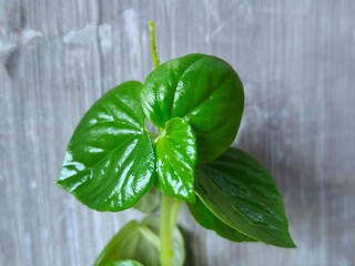 Peperomia pellucida (also known by common names pepper elder, shining bush plant. All parts of this plant are edible, but it is mostly known for its medicinal benefits. This photo is suitable for teac