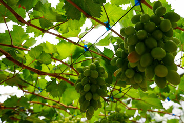 green grapes on the vine